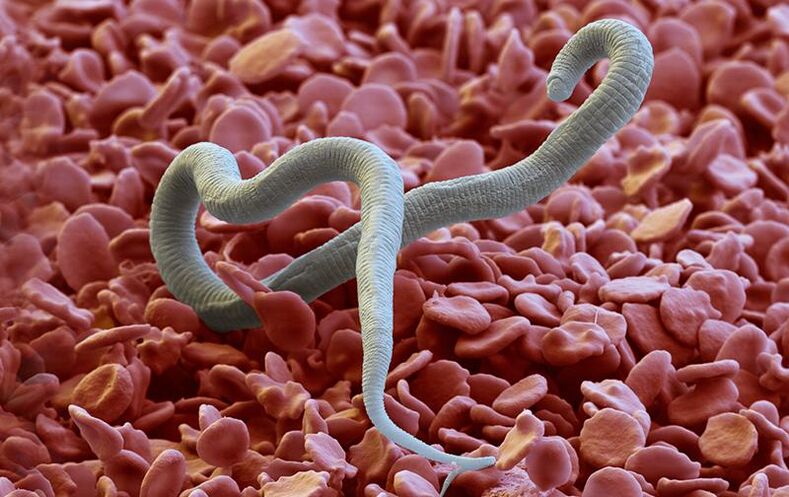 Dirofilaria - un parasite qui pénètre dans la peau par les piqûres d'insectes