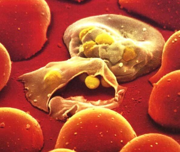 le plus simple parasite du paludisme plasmodium