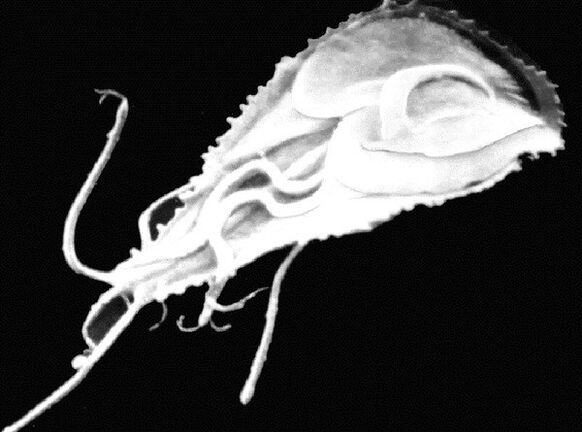 Giardia est un parasite flagellé protozoaire. 