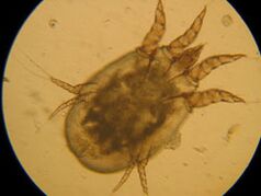 Cocher sous un microscope